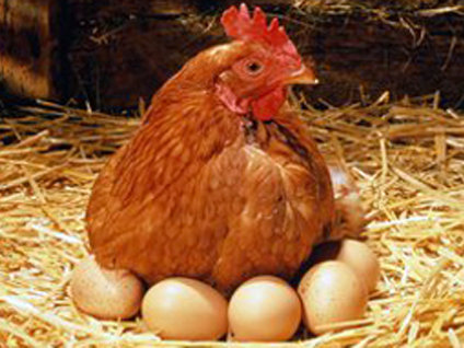 Yumurtadan yumurta çıktı!