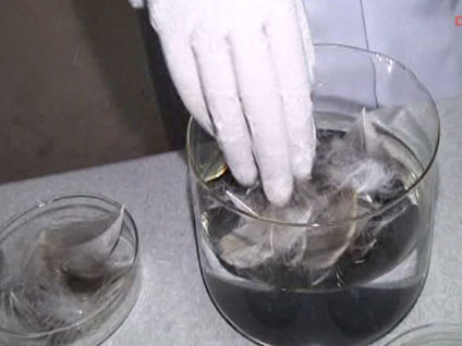 Okyanusları tavuk tüyü kurtaracak!