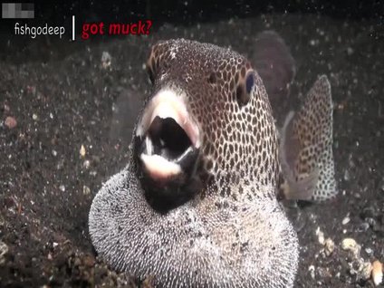 Bu canlıları daha önce hiç görmediniz