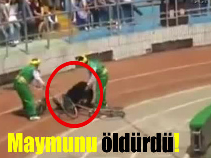 Ayı bisikletten düştü maymunu öldürdü!