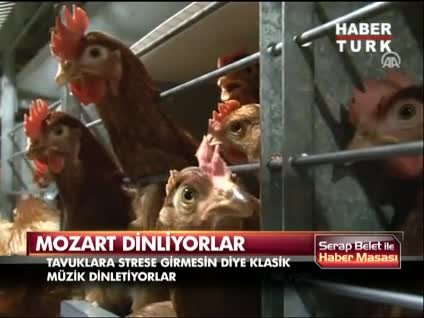 Klasik müzik dinleyen tavuklar