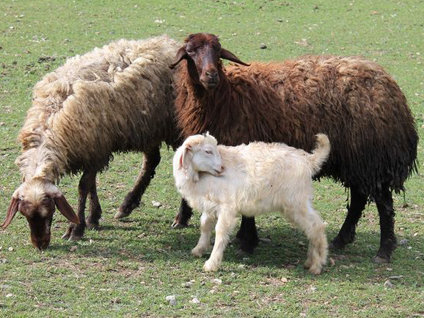 Kendini tavuk zanneden keçi