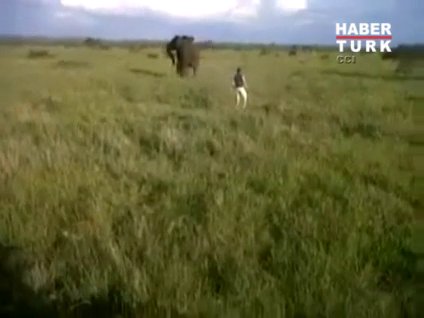 Sarhoş adam, fili kovaladı!