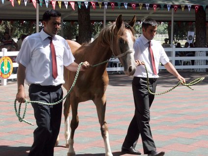 "Şampiyon at sahibine koşuyor"