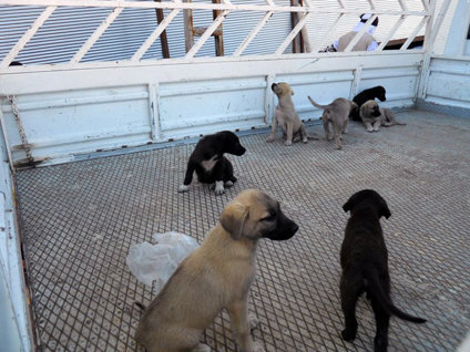 Derik'te kuduz paniği