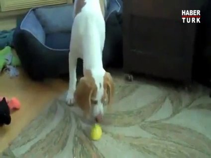 Köpek limon yerse