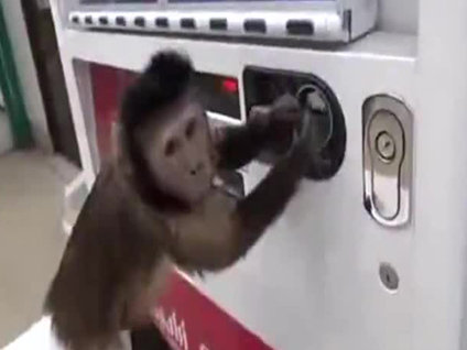 Akıllı maymun 'bu kadarına da pes' dedirtti