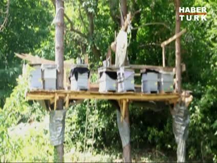 Kovanlara ayı saldırısına karşı çözüm