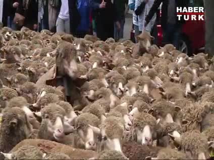 Paris'in göbeği çiftliğe döndü