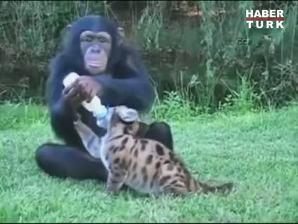 Bu şempanze herkesin ilgisini çekiyor