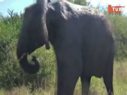 Fil otomobili parçaladı