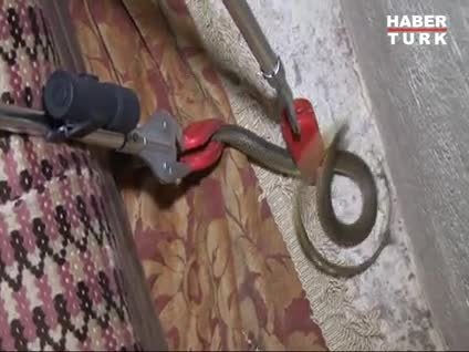  2 metrelik yılan yakalandı