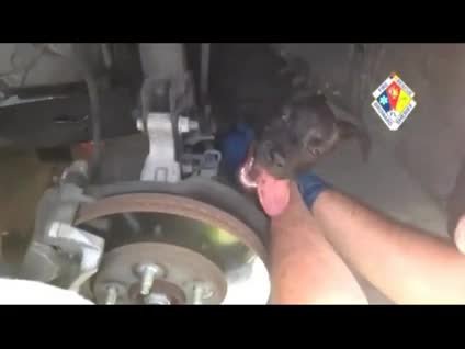 Motora sıkışan köpeğin mucize kurtuluşu