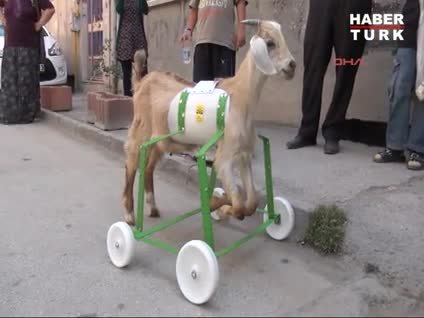 Eskişehir'de felçli  5 aylık oğlak'a ortez takıldı