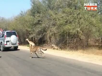 Çitalardan kaçan ceylanın inanılmaz kurtuluşu