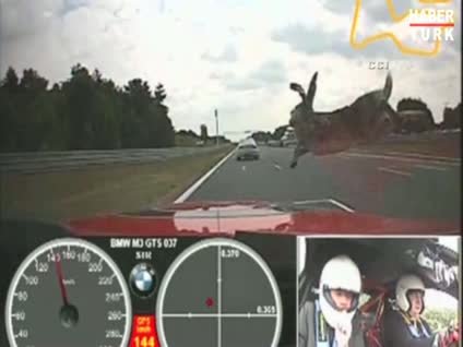 Tavşan yarış otomobilini bu hale getirdi!