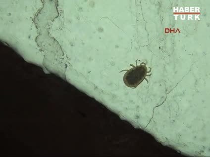 Apartmanı keneler bastı