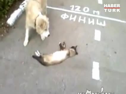 Ölü numarası yaparak kurtuldu