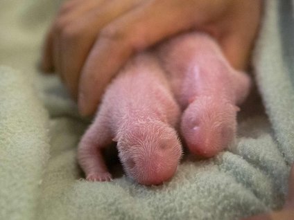 Dev panda ikiz doğurdu