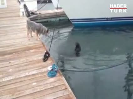 Su samuru köpekle dalga geçti