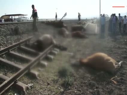 Yük treni hayvan sürüsüne çarptı