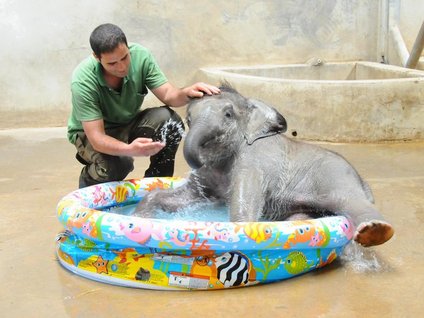 Havuza girmeye korkuyor