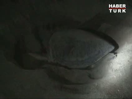 Caretta Caretta tatilcilere unutulmaz anlar yaşattı