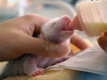 Minik panda ilgi odağı oldu