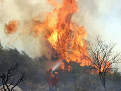 Uludağ'da orman yangını