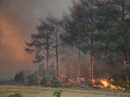 Gelibolu'da orman yangını