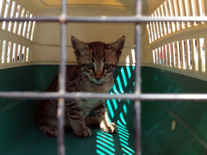 Taksim'de kedi kurtarma telaşı