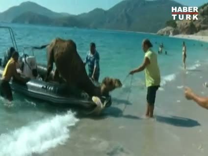 Firar eden deve böyle kurtarıldı