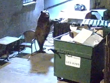 Aç ayı hırsızlık yaptı