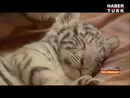 Bakıcılarının gözbebeği yavru kaplan