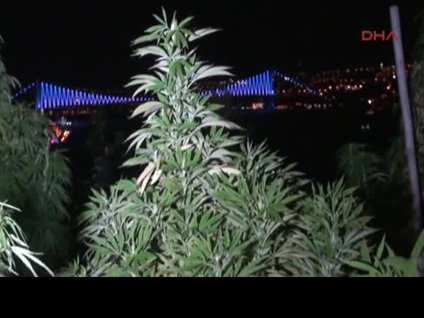 Boğaz manzaralı esrar tarlası