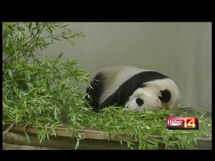 İskoçya'da doğum heyecanı