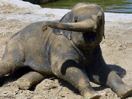 Parkın gözdesi yavru fil