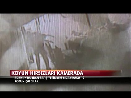 6 dakikada 19 koyun çaldılar