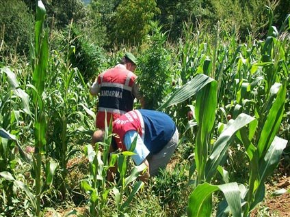 Zehir tarlalarına operasyon