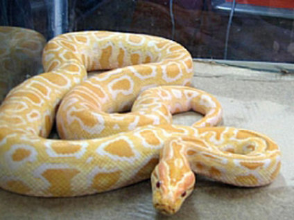 Piton yılanına yasadışı pazarlık