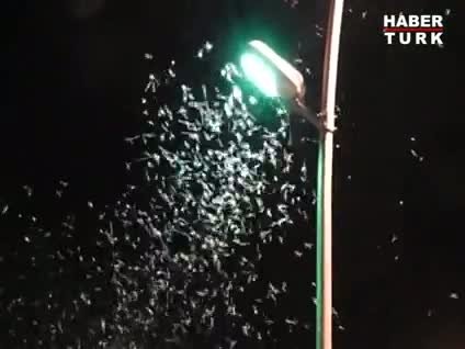 Kelebeklerin ölüm dansı