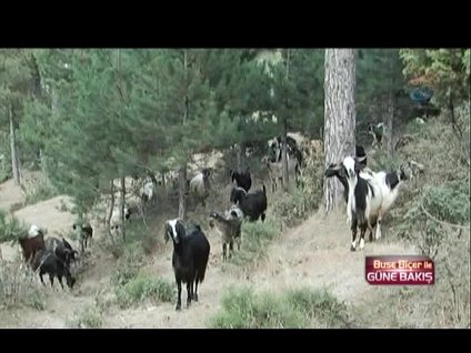 Köylüler korku içinde