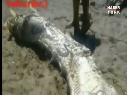 Dünya bu yaratığı konuşuyor