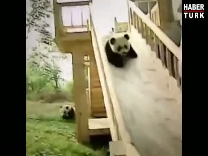 Böyle sevimli pandalar görülmedi