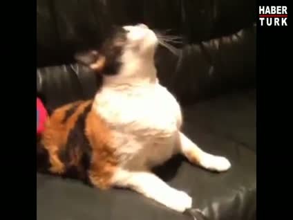 Konuşmaya çalışan kedi
