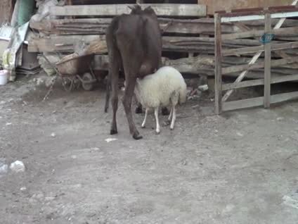 Kuzuyu inek sahiplendi