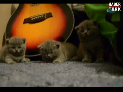 Hipnozla uyuyan kediler güldürdü