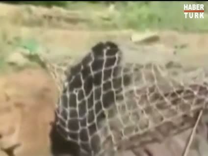 Ağlardan kurtulan ayı dehşet saçtı