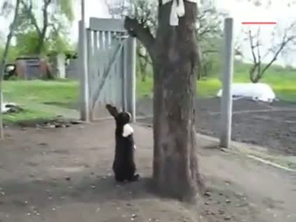 Kafayı kediye taktı