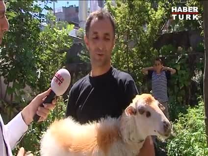 Kınalı, sahibini görmeyince paniğe kapılıyor